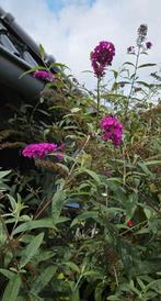 Vaste planten stekjes, Tuin en Terras, Planten | Tuinplanten, Ophalen, Zomer, Vaste plant, Overige soorten