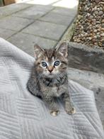 Katten Kitties_ De prijs is per kat, Dieren en Toebehoren