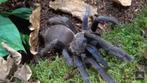 Chilobrachys sp vietnam blue 0.1, Dieren en Toebehoren, Spin of Schorpioen