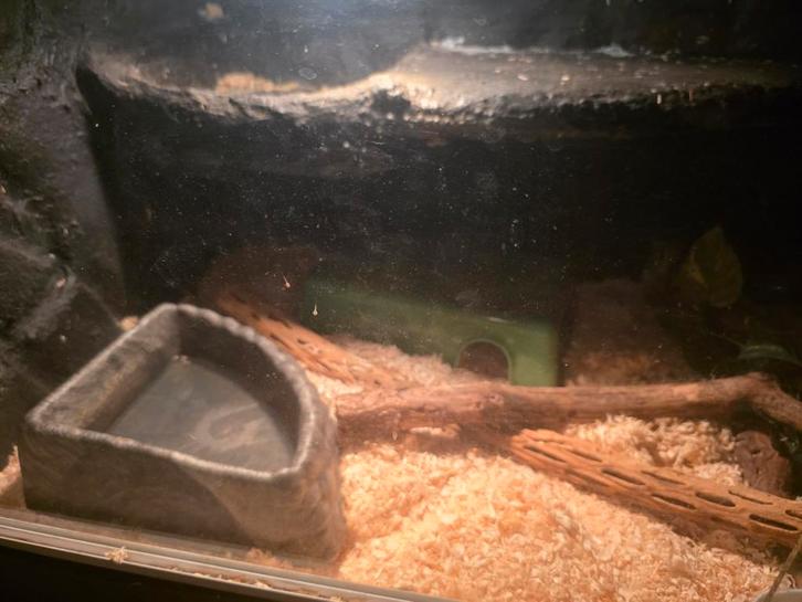 Korenslang met terrarium