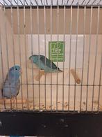 Bewezen kweekkoppel forpussen dblauw x blauw, Meerdere dieren, Parkiet, Geringd