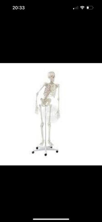 Skelet Peter, anatomie, fysiotherapie beschikbaar voor biedingen