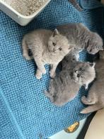 100% britse korthaar kittens, Meerdere dieren