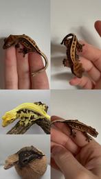 Wimpergekko full pinstripe harlequin 0.0.1, Hagedis, Tam, 0 tot 2 jaar