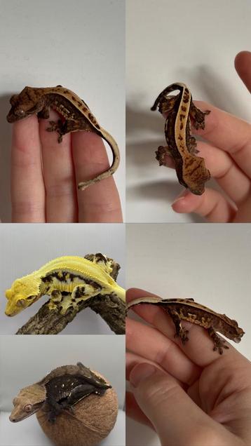 Wimpergekko full pinstripe harlequin 0.0.1 beschikbaar voor biedingen