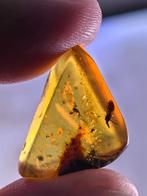 Birmees Amber (N) met insluiting van het Aenictopecheidae, Verzenden, Fossiel