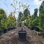 Appelboom | Malus d. Elstar leiboom, Lente, Volle zon, In pot, Ophalen of Verzenden