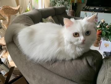 Gezocht: Perzische dekkater voor kittens beschikbaar voor biedingen
