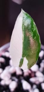 Alocasia Macrorrhiza Black Stem variegata, Huis en Inrichting, Kamerplanten, Ophalen of Verzenden, Halfschaduw, Minder dan 100 cm