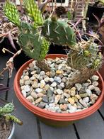 Winterharde cactus, Ophalen, Zomer, Overige soorten, Volle zon