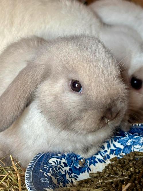 Minilop jonge rammetjes, Dieren en Toebehoren, Konijnen, Dwerg, Meerdere dieren