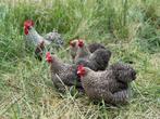 Jonge tamme Cochin kriel koekoek patrijs gesekst en ingeënt, Dieren en Toebehoren, Pluimvee, Vrouwelijk, Kip