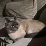 Twee Britse korthaar / Siamees katten, Kater