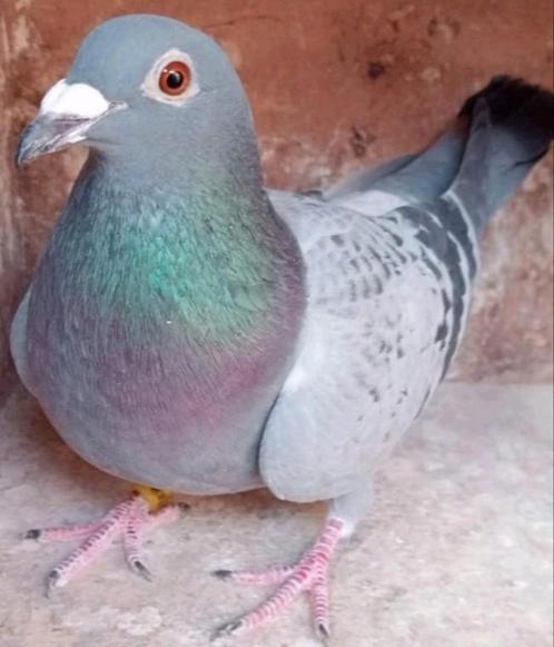 Postduif 100% Gebroeders Janssen., Dieren en Toebehoren, Vogels | Duiven, Postduif, Vrouwelijk
