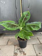 Bananenplant 50 cm., Ophalen, Overige soorten, Halfschaduw, In pot