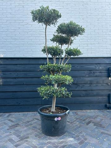 Olea Europaea Pon Pon Olijfboom beschikbaar voor biedingen