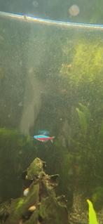 2x - neon tetra, Dieren en Toebehoren, Vissen | Aquariumvissen, Vis, Zoetwatervis, Schoolvis