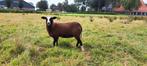 Zwartbles ramlammeren ooilammeren, Mannelijk, Geit