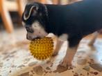 Chihuahua Kruizing peruaanse mini naakthond, Dieren en Toebehoren, Honden | Chihuahua's en Gezelschapshonden, Rabiës (hondsdolheid)