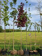 Acer crimson sentry, Rode Esdoorn boom 12-14 cm € 150,-, Tuin en Terras, Planten | Bomen, In pot, Halfschaduw, Zomer, 250 tot 400 cm