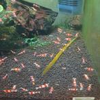 Crystal red garnalen, Dieren en Toebehoren, Kreeft, Krab of Garnaal, Zoetwatervis, Schoolvis