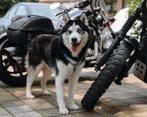 Sky zoekt een thuis, Dieren en Toebehoren, Honden | Niet-rashonden, Particulier, Reu, Buitenland, Eén hond