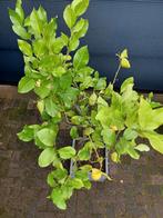 XL Citrus Lemon / Citrus Limon - Citroenboom H: 175 cm., Ophalen, Volle zon, Citroenboom, 100 tot 250 cm