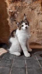Prachtige Maine Coon katertje met stamboom, Kater, Gechipt, 0 tot 2 jaar