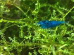 Blauwe jonge garnalen, Kreeft, Krab of Garnaal