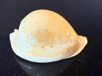 schelpen Cypraea Armeniaca 80mm, Ophalen of Verzenden, Schelp(en)