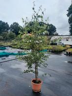 Meerstammige witte berk betula, Tuin en Terras, Planten | Bomen, Ophalen, Volle zon, Overige soorten, 100 tot 250 cm