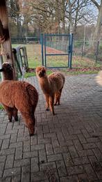 Alpaca merrie veulens, Dieren en Toebehoren, April, Vrouwelijk