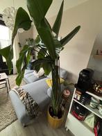 Strelizia Plant to keep, Bloeiende kamerplant, Ophalen of Verzenden, Halfschaduw, 150 tot 200 cm