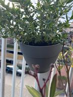 Elho regenpijpbak Vibia Campana antraciet incl plant, Ophalen, Kunststof, Balkon, Rond