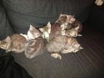 Kittens  [ onze kittens zijn op zoek naar een nieuw huisje ], Dieren en Toebehoren