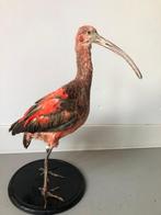 Opgezette rode Ibis taxidermy, Ophalen, Zo goed als nieuw, Vogel, Opgezet dier