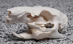 schedel cavia 7 cm. schoon, Verzamelen, Dierenverzamelingen, Overige soorten, Ophalen of Verzenden, Zo goed als nieuw, Schedel