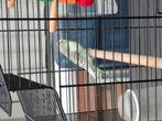 Mooi vogels kooi met inclusief parkiet, Dieren en Toebehoren, Ophalen of Verzenden