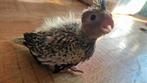 Hele lieve handtamme valkparkiet baby, Dieren en Toebehoren, Vogels | Parkieten en Papegaaien, Geslacht onbekend, Parkiet, Tam