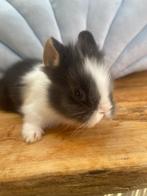Mini loffelohr/ drager, Dieren en Toebehoren, Mannelijk, Dwerg