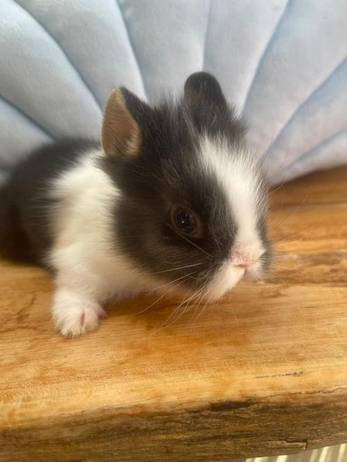 Mini loffelohr/ drager, Dieren en Toebehoren, Konijnen, Dwerg, Mannelijk