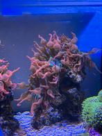 Zee anemoon op steen, Overige typen