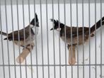 roodoor buulbuuls, Dieren en Toebehoren, Vogels | Overige Vogels, Meerdere dieren, Tropenvogel, Geringd