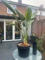 Strelitzia Reginae, Huis en Inrichting, Ophalen of Verzenden, Volle zon