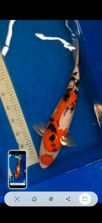 koi maruten sanke, Dieren en Toebehoren, Vissen | Vijvervissen, Karper of Koi