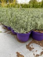 Grote lavendel edelweiss wit in30cmpot €2 paars hidcote €1, Ophalen, Overige soorten, Volle zon
