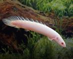 Kwastvinsnoek bichir polypterus senegalus albino, Dieren en Toebehoren, Vissen | Aquariumvissen, Vis, Zoetwatervis