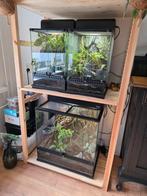 Gecko's ter overname. (New Caledonian), Ophalen, Zo goed als nieuw, Terrarium of Paludarium