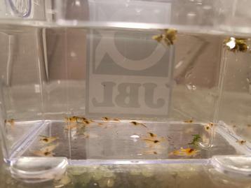 15 orange rili garnalen neocaridina groep beschikbaar voor biedingen