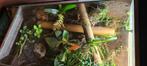 Paludarium, Dieren en Toebehoren, Reptielen en Amfibieën | Toebehoren, Terrarium of Paludarium, Zo goed als nieuw, Ophalen